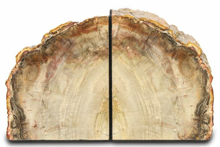 Tall Polished Petrified Wood Bookends #321915